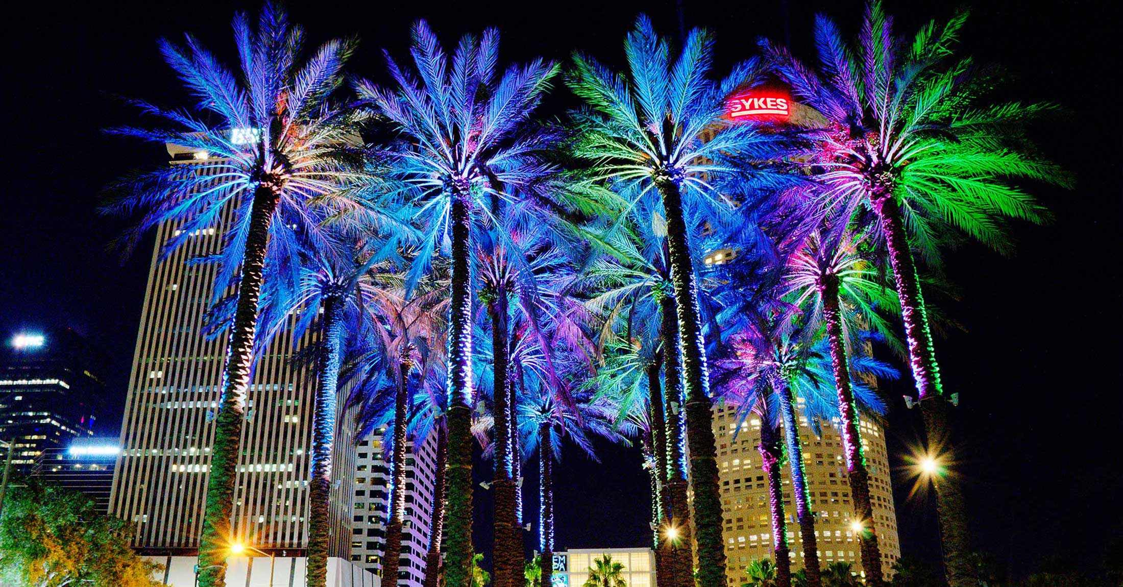 palms at curtis hixon park at night