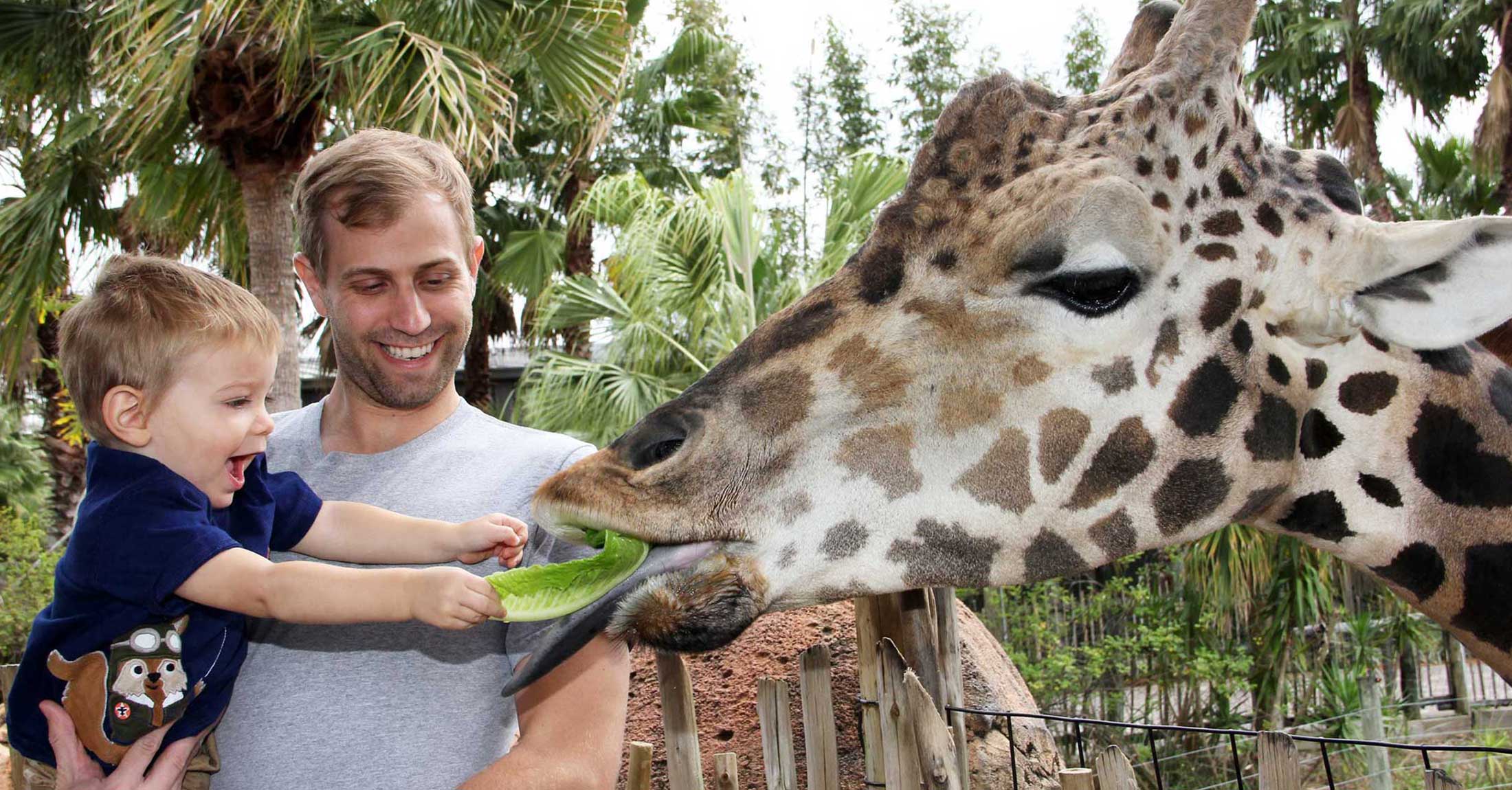 father and son feeding giraffe lettuce at Zoo Tampa at Lowry Park