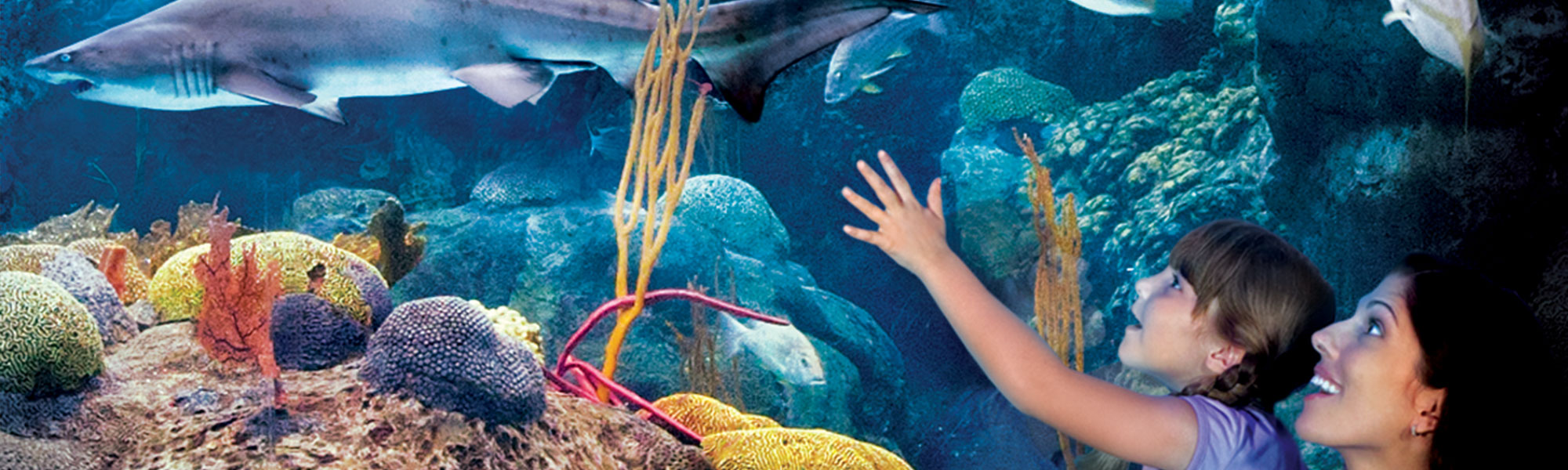 mother and child looking at aquarium